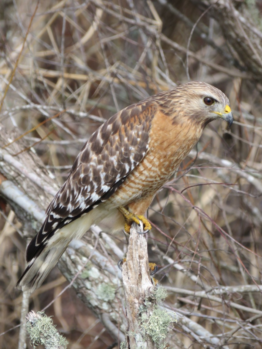 A Red-shouldered Hawk sitting on a small stump, facing to its right, with a background of twigs and branches from low bushes.