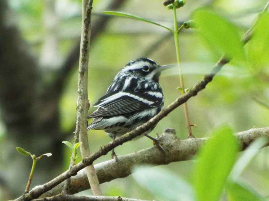 black-and-white-warbler