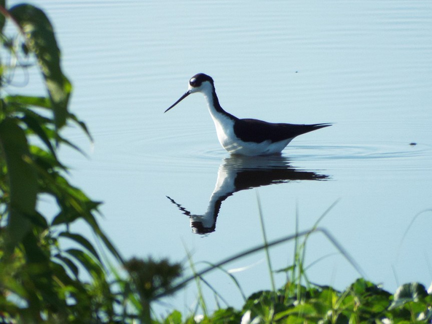 black-necked-stilt