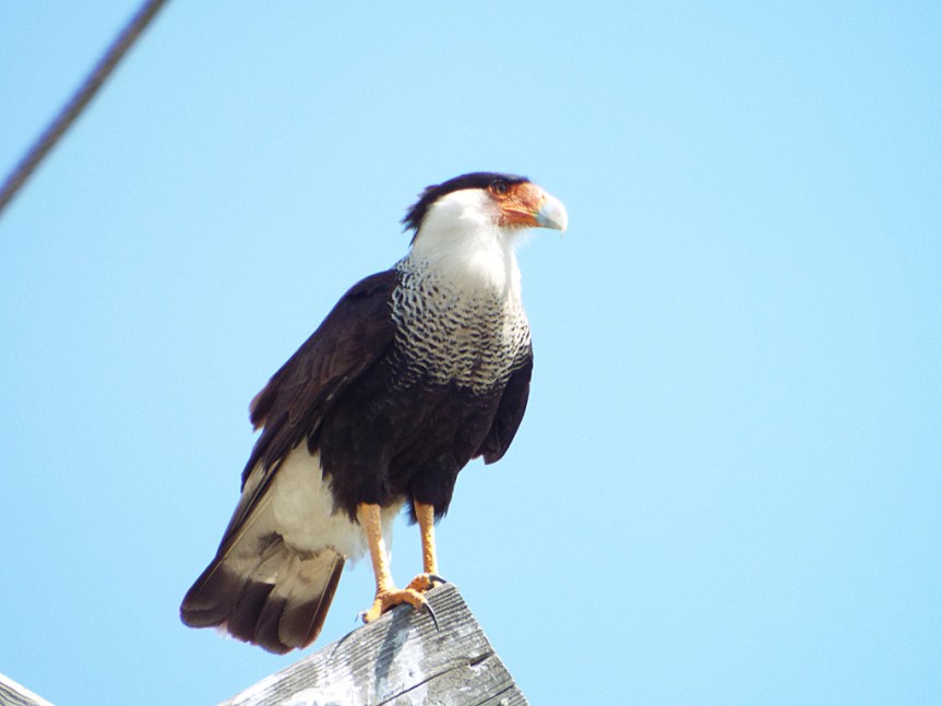 caracara