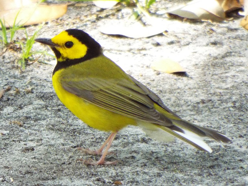 hooded-warbler