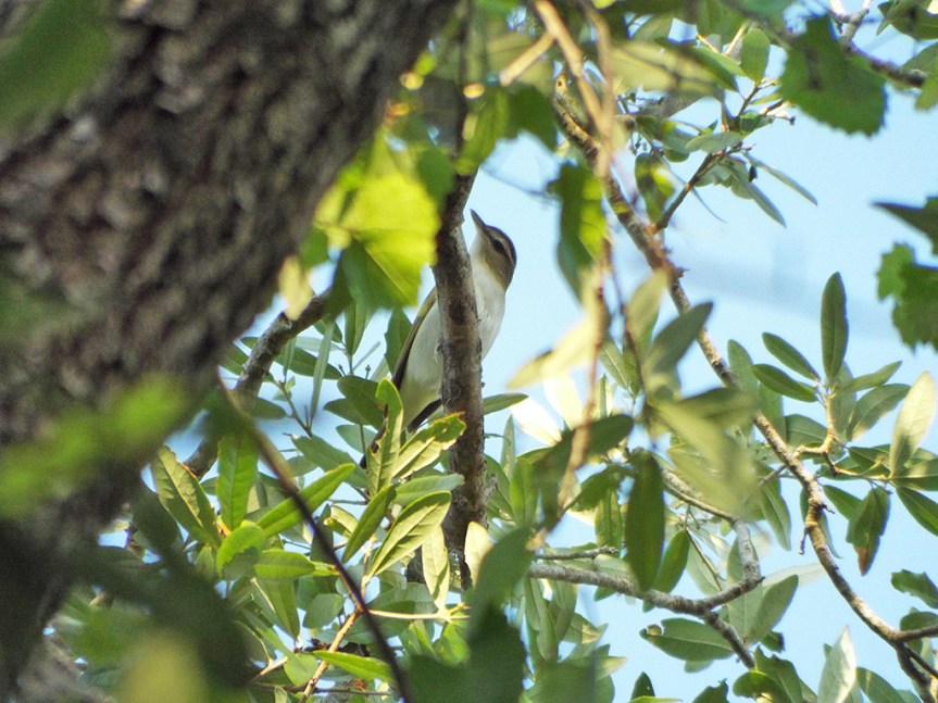 red-eyed-vireo