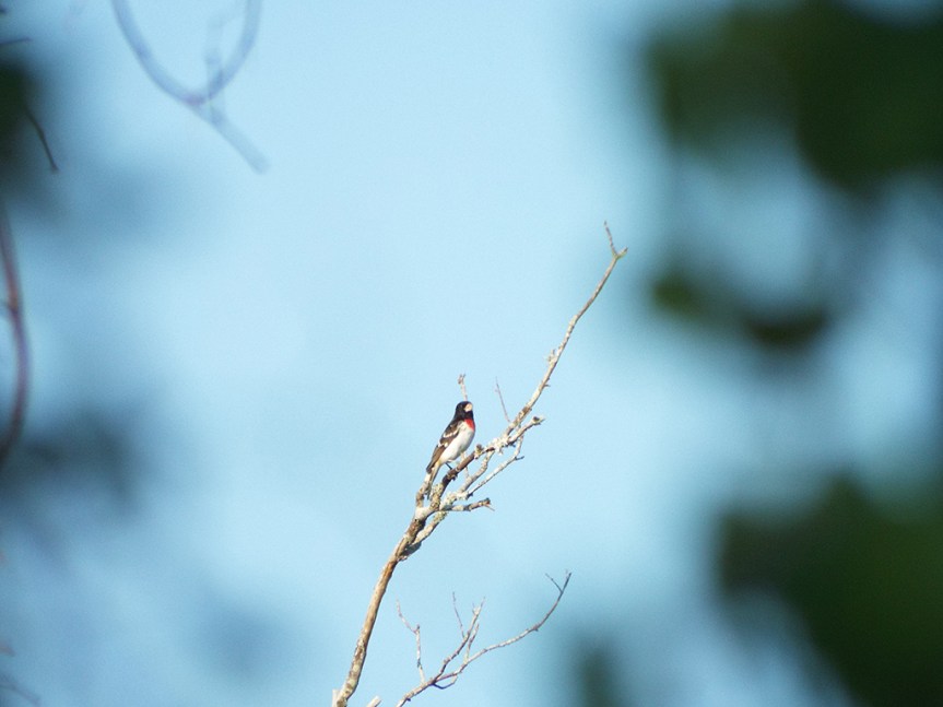 rose-breasted-grosbeak
