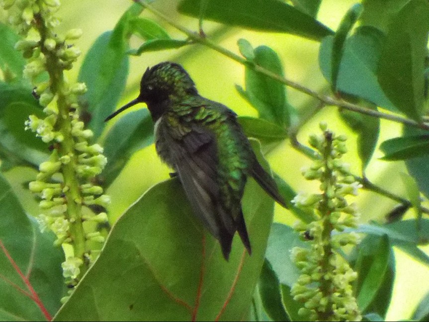 ruby-throated-hummingbird