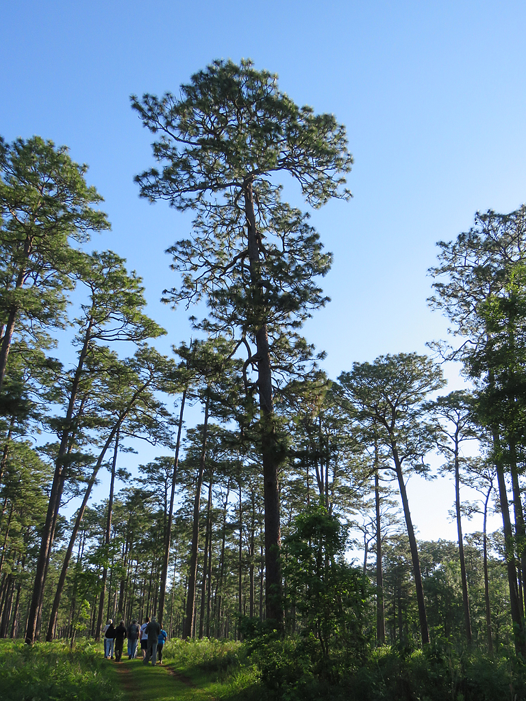 A towering 400 year old Longleaf Pine in the center of the frame. A group of several people look up at it from below and to the left.
