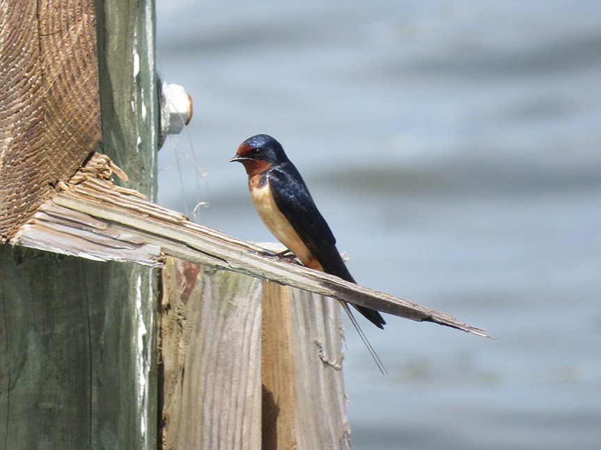 barn-swallow