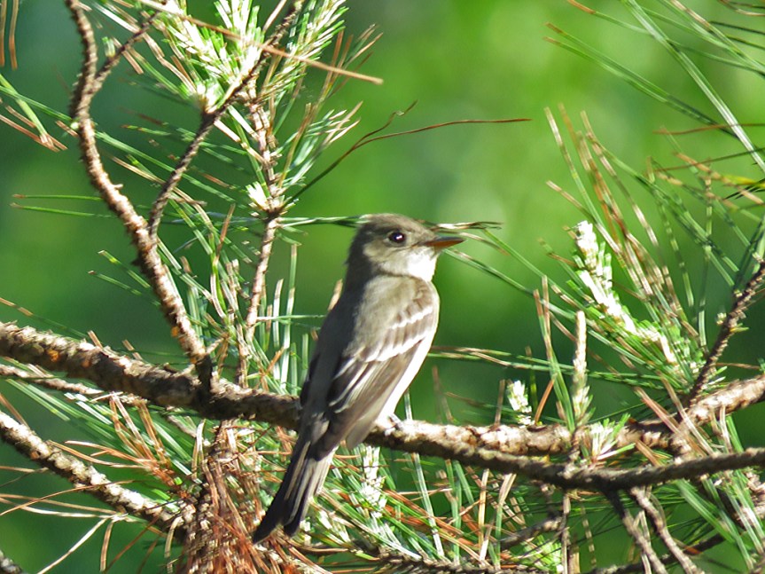 blurry-pewee