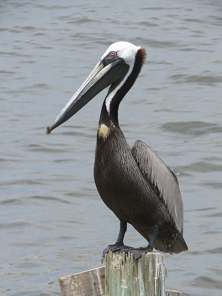 brown-pelican
