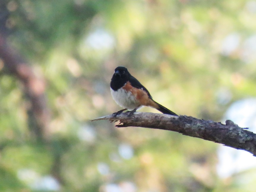 eastern-towhee