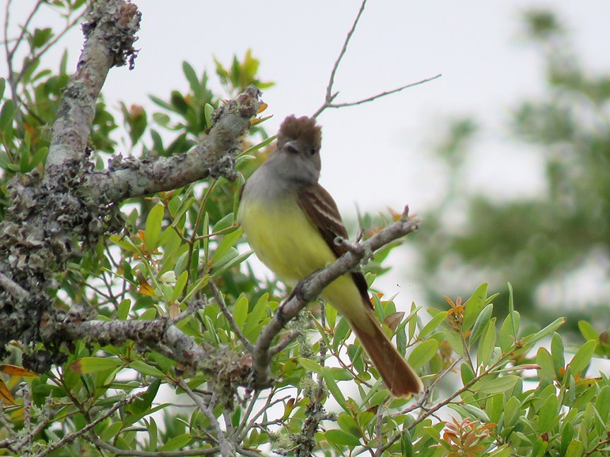 great-crested-flycatcher