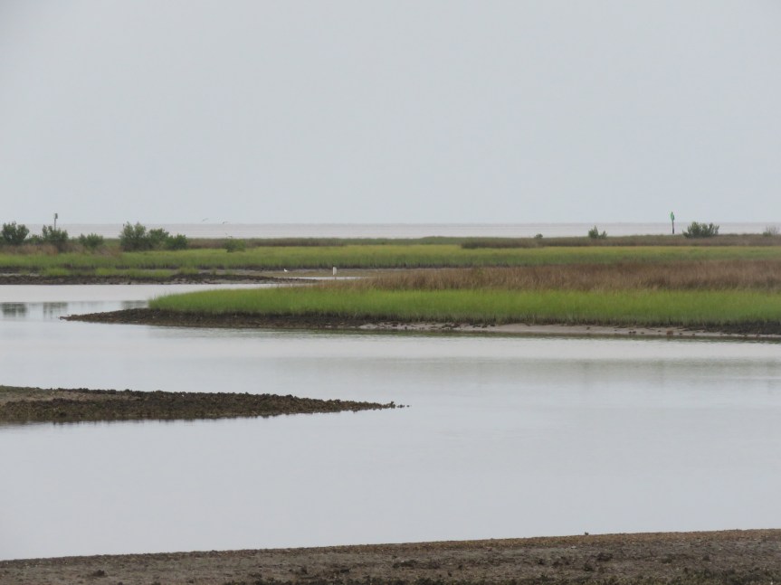 lower-suwannee-at-dawn