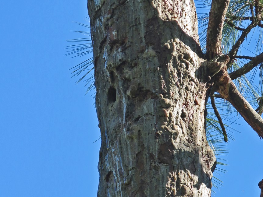 A woodpecker hole in a Longleaf Pine with sap dripping down above and below it. Blue sky behind.