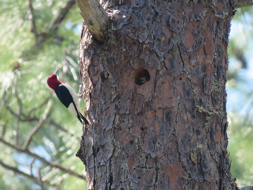 A Red-bellied Woodpecker clinging to the left side of a section of pine tree trunk while a Red-bellied Woodpecker peeks out from a nest hole in the upper-center of the frame.
