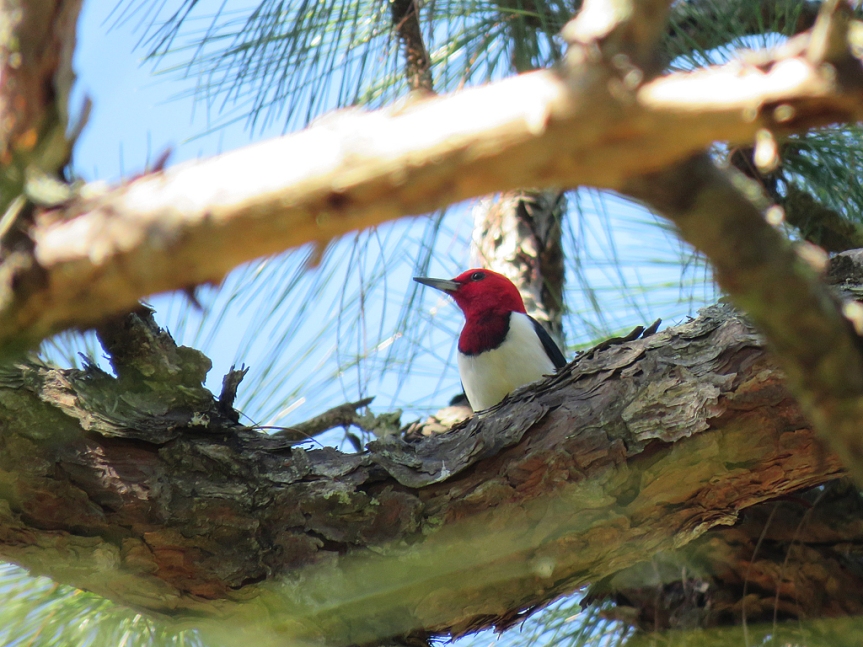 A Red-headed Woodpecker looking to the left, framed by pine branches around the center.