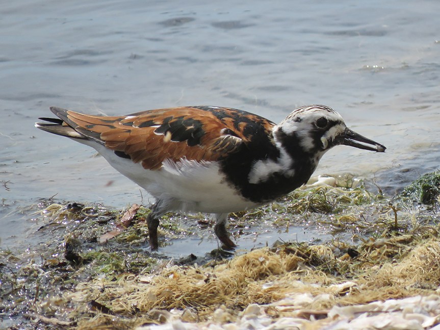 ruddy-turnstone