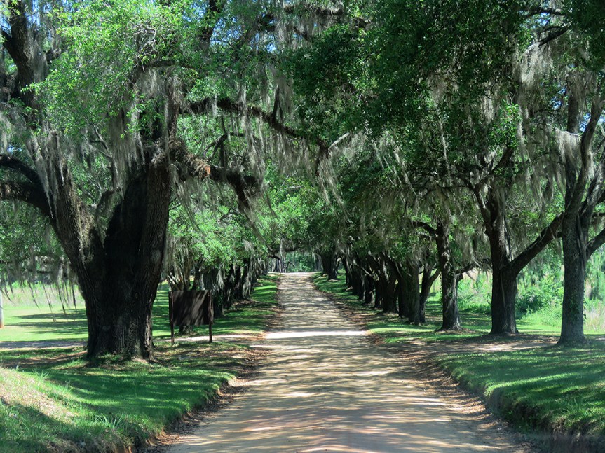 Live Oaks, draped in Spanish Moss, line the dirt driveway leading away from Tall Timbers Research Station
