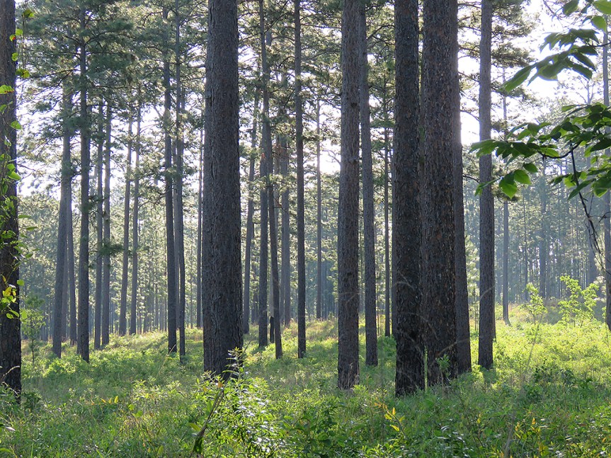 Mid-range camera shot of an old growth pine forest with moderately-spaced trees and ground cover made of ferns and wire grass.