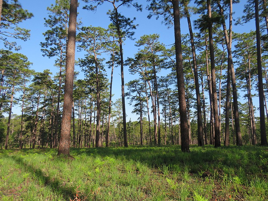 Wide angle camera shot of an old growth pine forest with widely spaced trees and close-cropped ground cover, primarily of grass.
