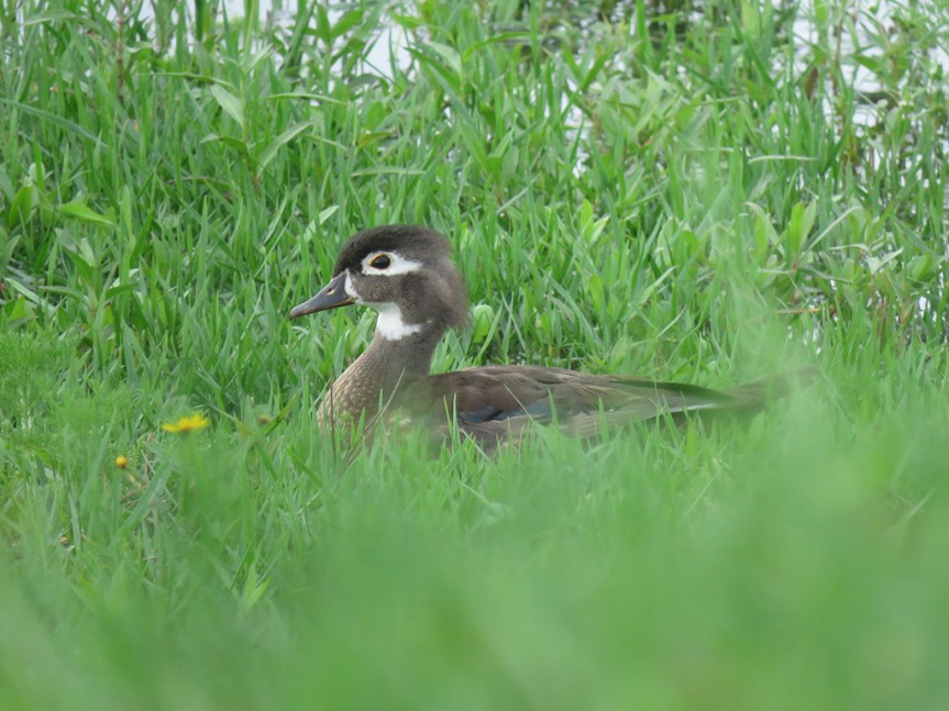 female-wood-duck