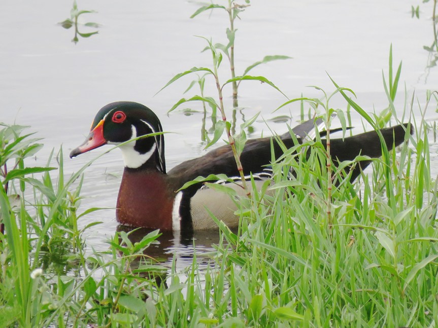 male-wood-duck