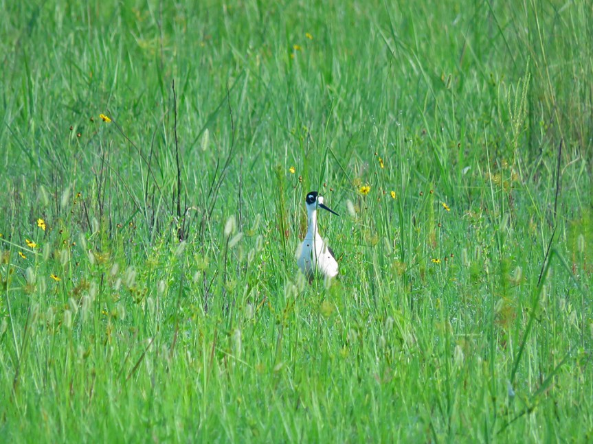 black-necked-stilt