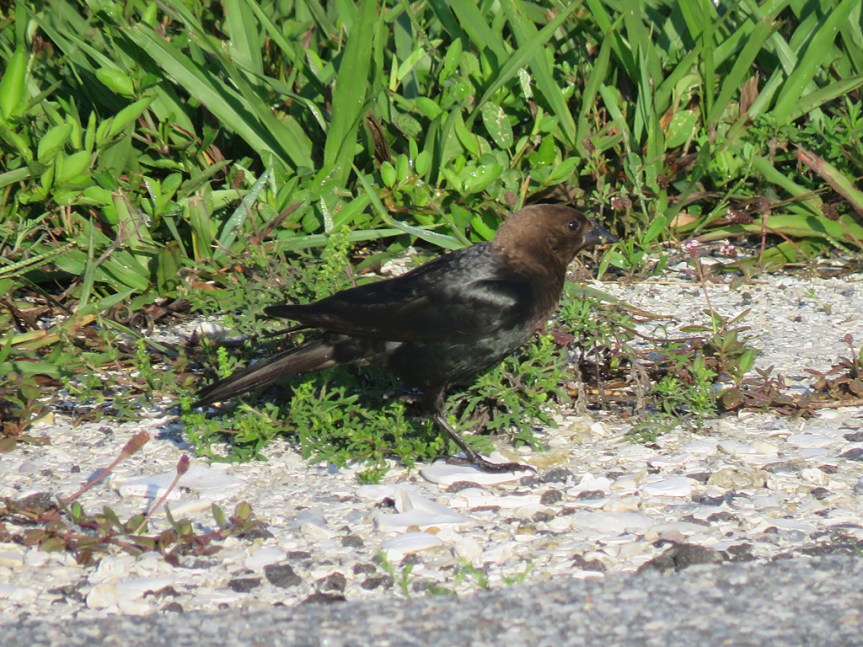 brown-headed-cowbird