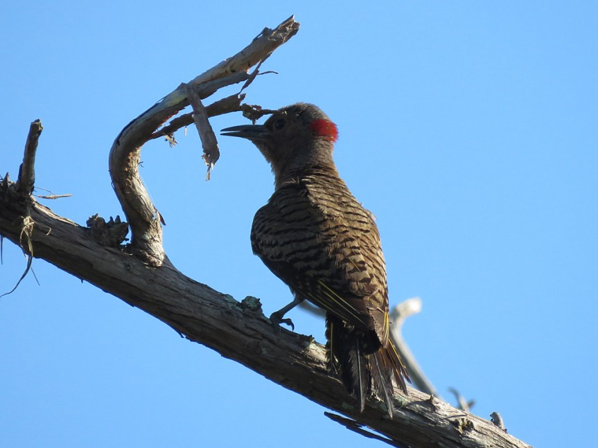 northern-flicker