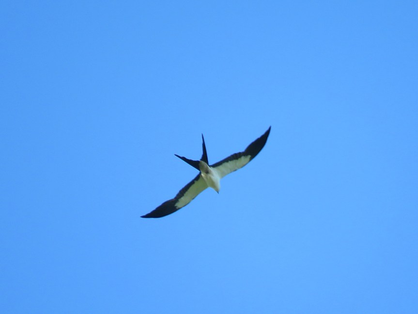swallow-tailed-kite