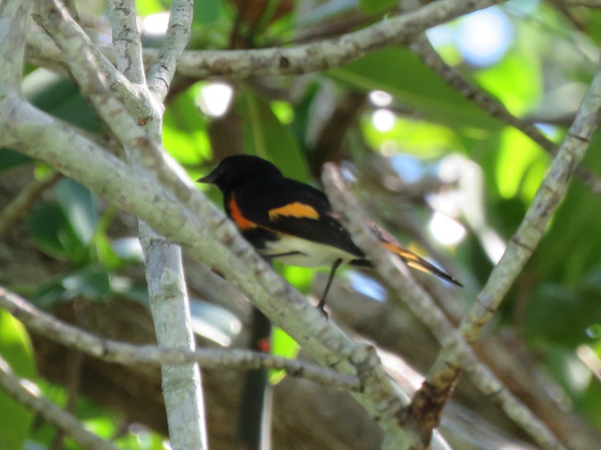 An adult male American Restart, perched in a mangrove tree, facing left. It is partly obscured by branches.