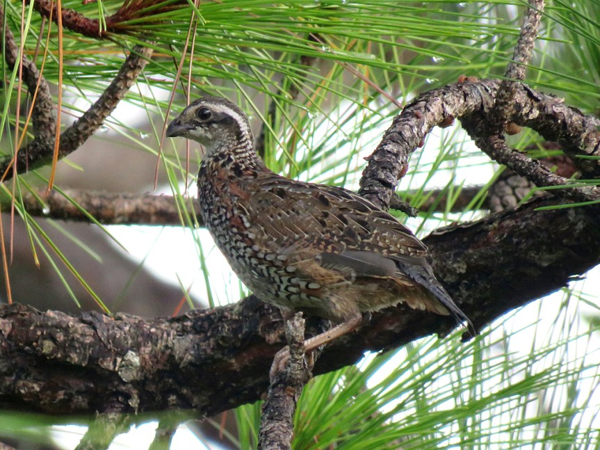 bobwhite
