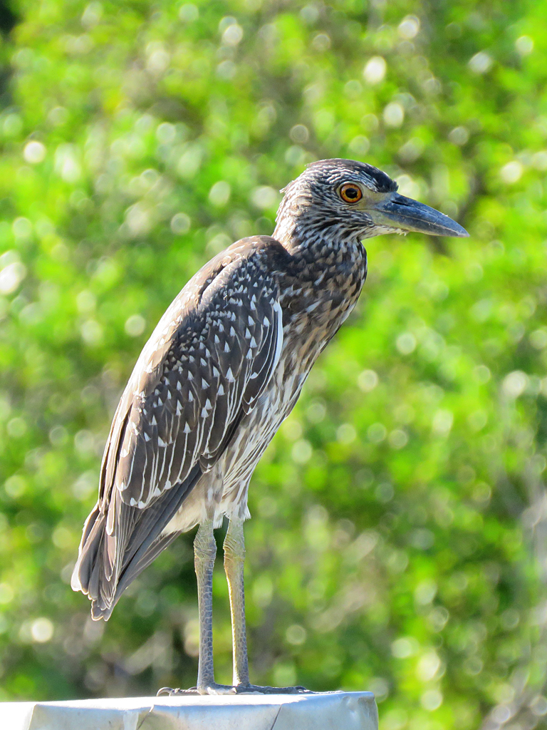 An immature Yellow-crowned Night Heron stands, facing right, on top of a wooden post (only the very top of which is in view) with an out-of-focus background of green leaves.