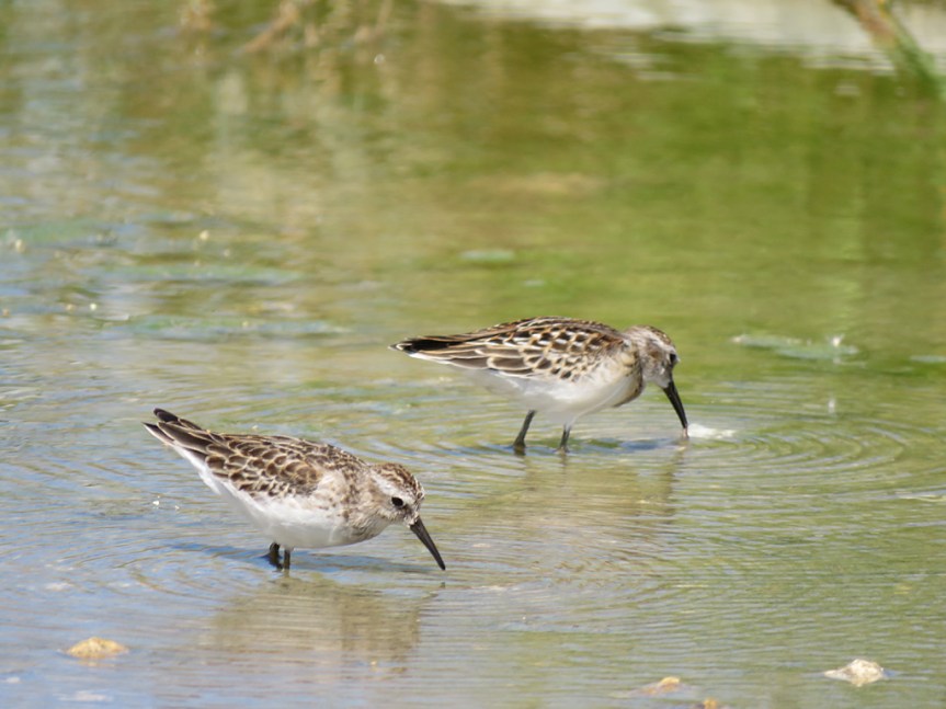 Two Least Sandpipers, probing their bills in dirty water as they wade through water a couple of inches deep.
