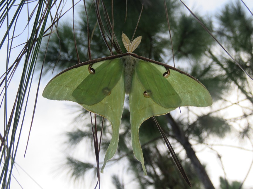 luna-moth2