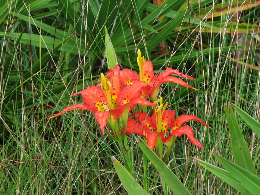 pine-lilies