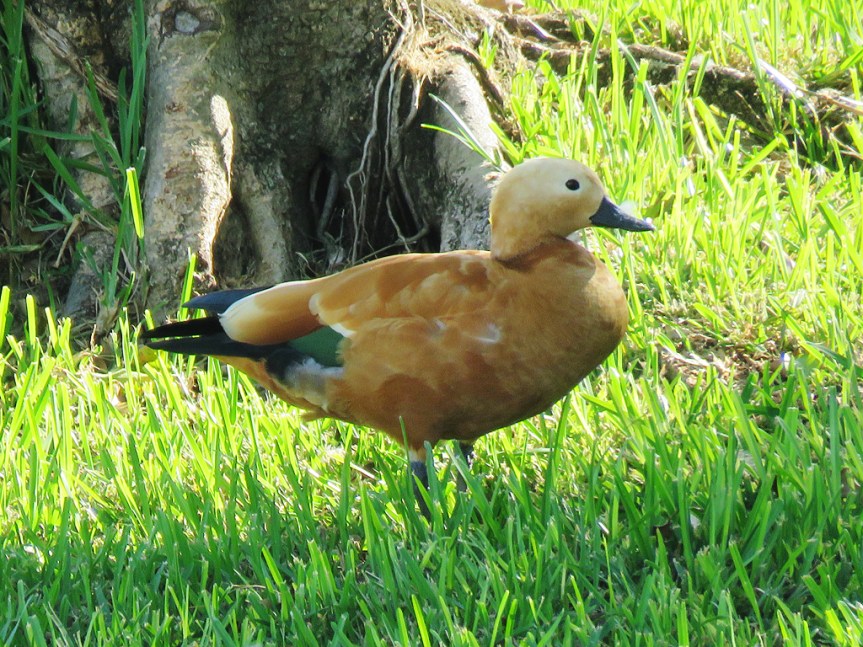 A Ruddy Shelduck, standing in grass with some tree roots behind it. The bird is facing right.