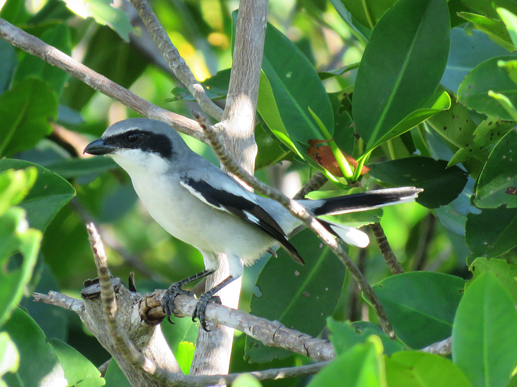 A Loggerhead Shrike sits perched, facing left, among the leaves of a mangrove tree.