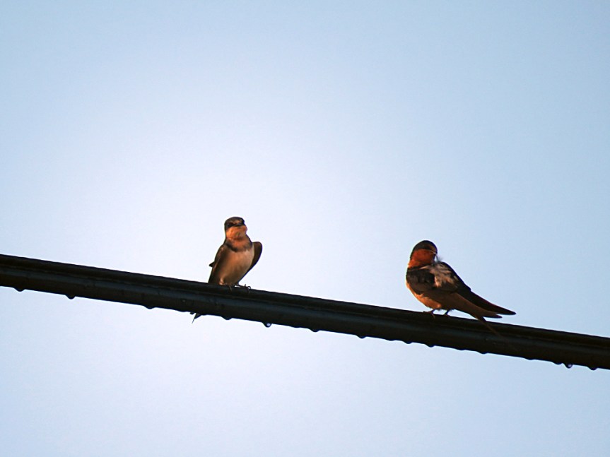 swallows