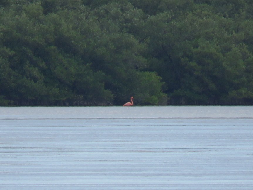 An American Flamingo stands far away against a distant backdrop of mangrove trees in shallow water.