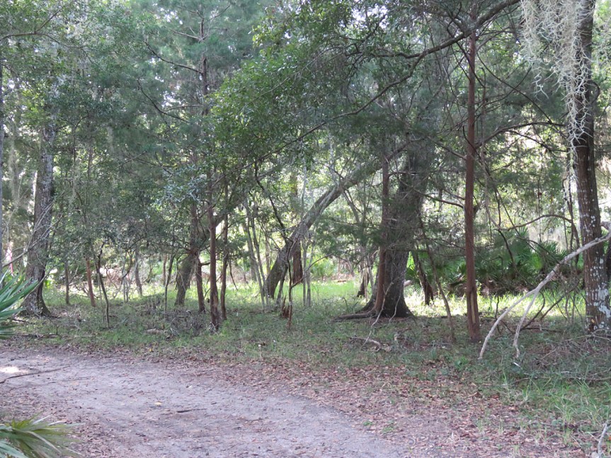 Wooded trail in the foreground curving to the left with some mixed deciduous and coniferous trees in the middle and background.