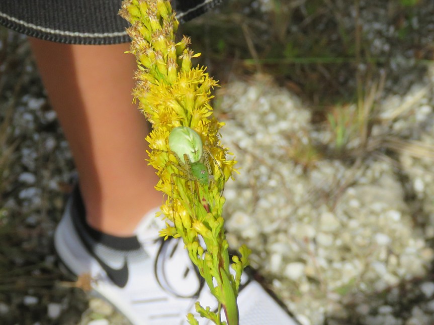 A Green Lynx Spider sits, head pointing down, on a yellow flowering plant. A person's lower leg and athletic shoe are slightly out of focus in the background.