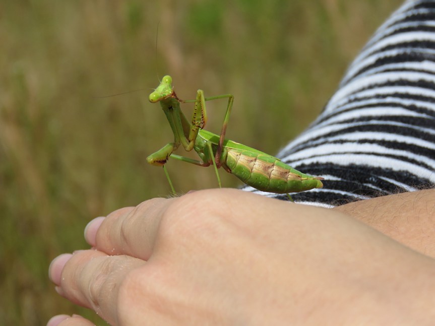 praying-mantis-cleaning