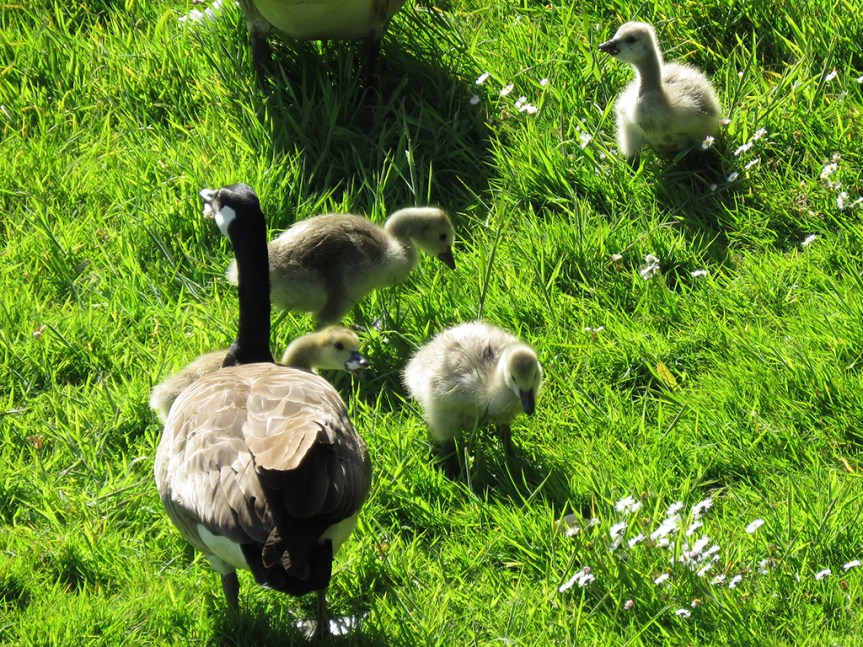 Adult goose with goslings in the grass