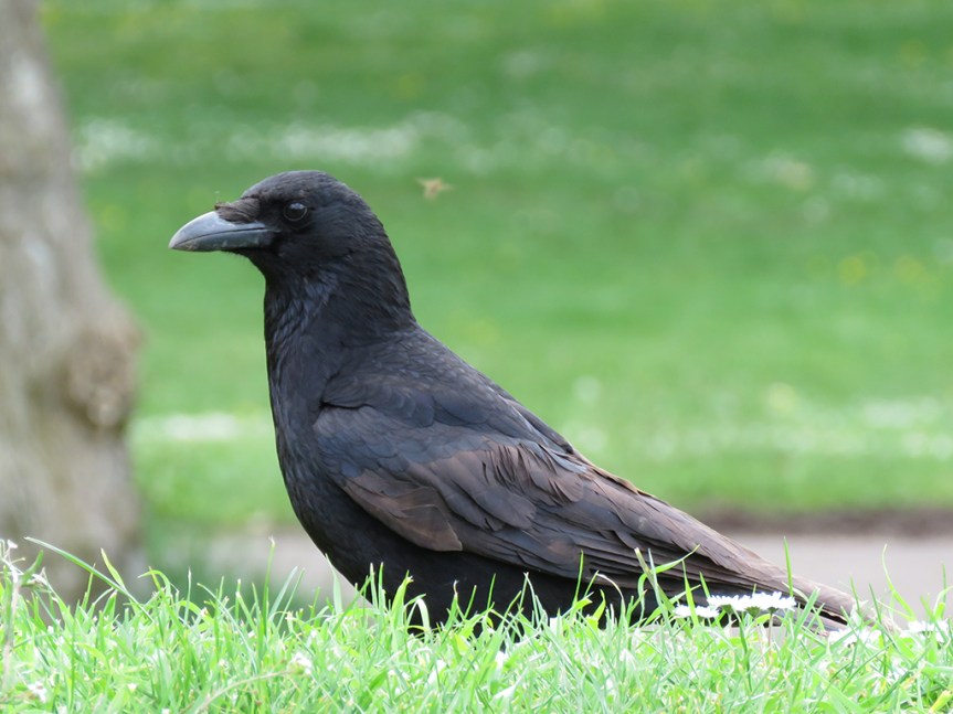 Carrion-Crow