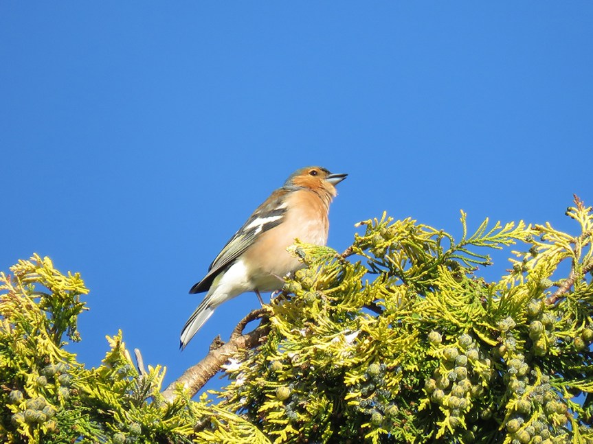 Common-Chaffinch_01