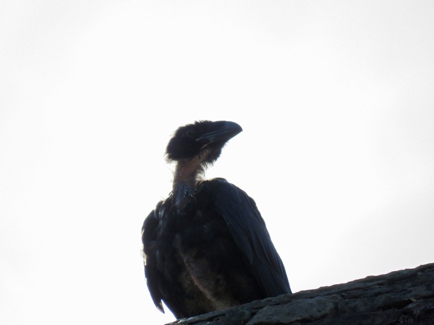 Raven with missing neck feathers