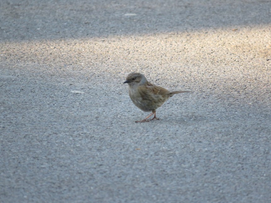 Dunnock_01