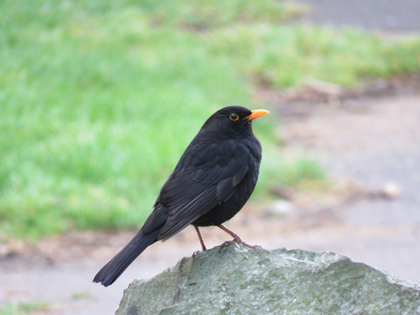 eurasian-blackbird
