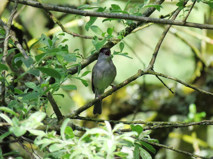 Songbird singing within shaded branches.