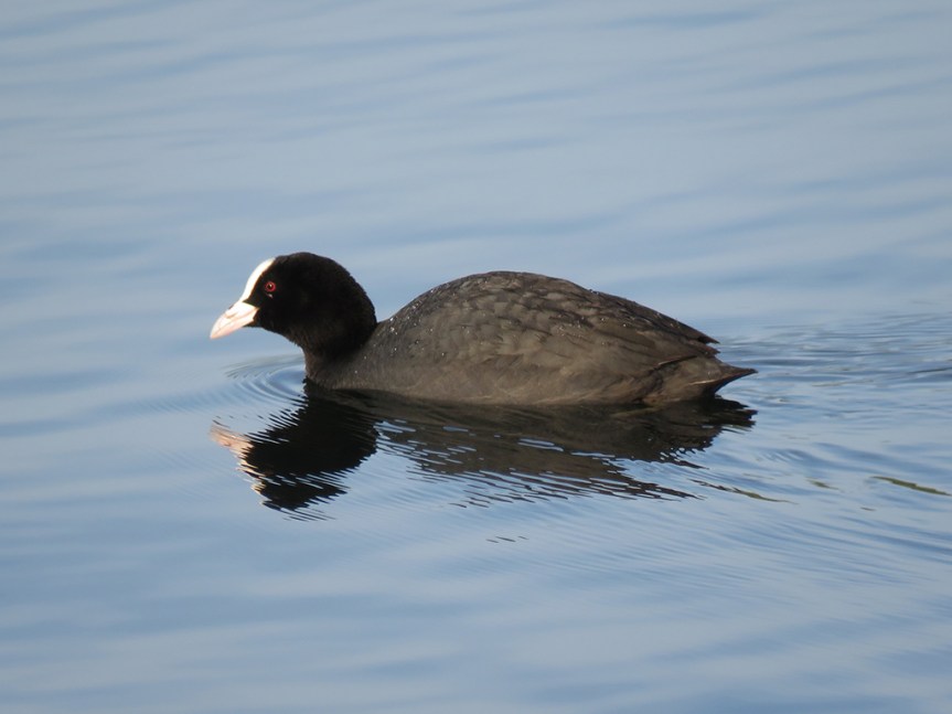 Close-up of a coot swimming on water's surface