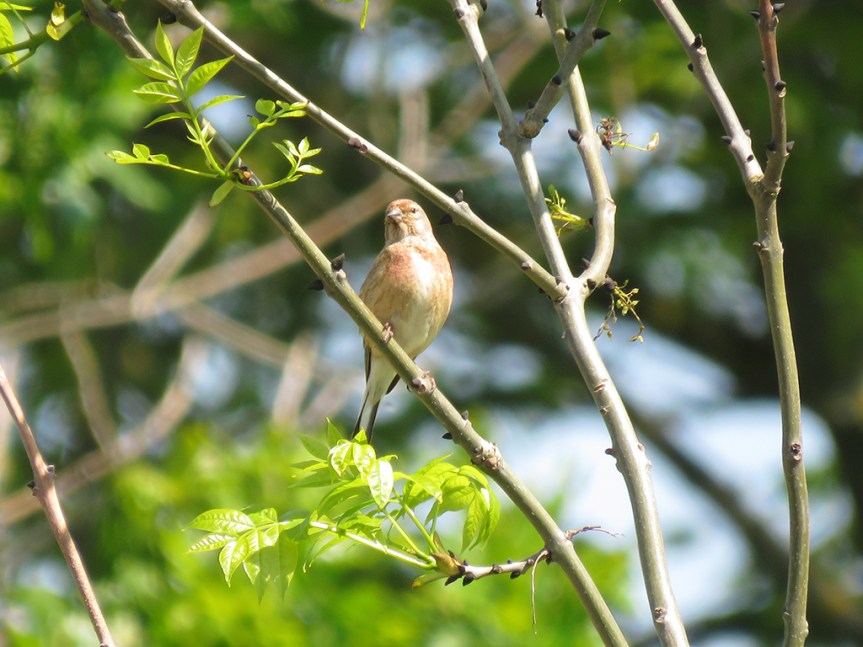 Eurasian-Linnet_01